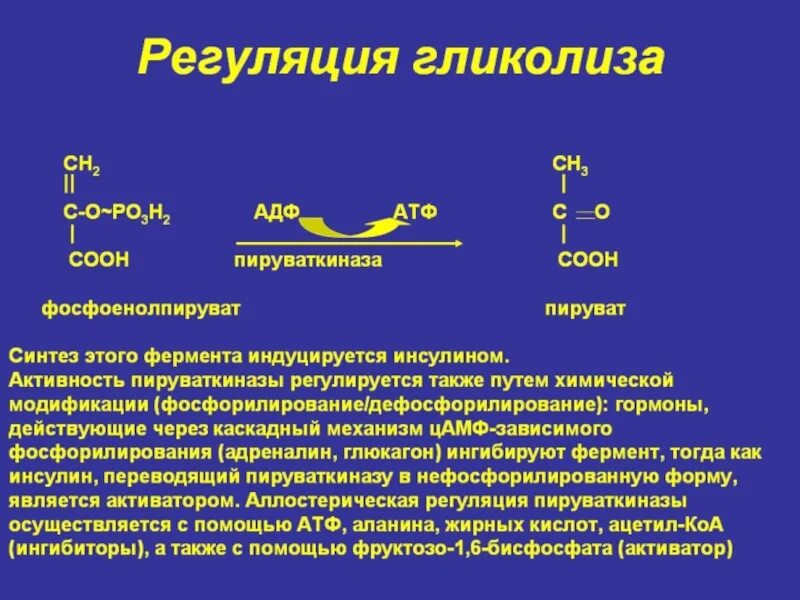 Адреналин углеводы. Пируваткиназа гликолиз. Фермент пируваткиназа. Регуляторные ферменты гликолиза. Регуляция гликолиза.