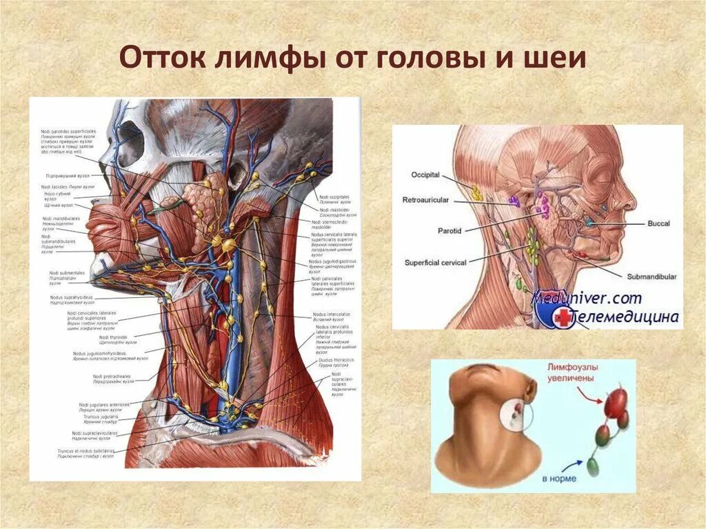 Органы головы и шеи