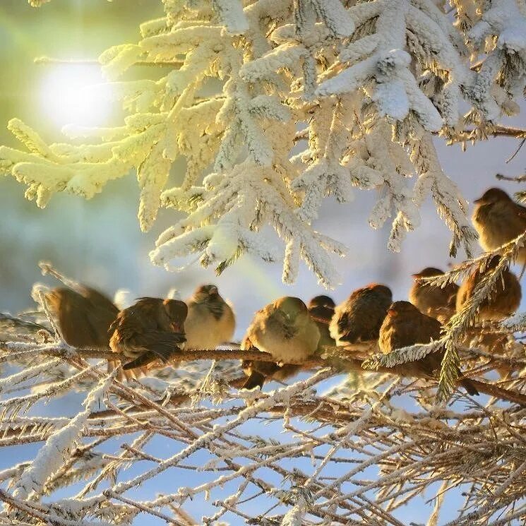 Птицы зимой. Зимнее утро птички. Морозное утро. Зимнее утро с птицами.