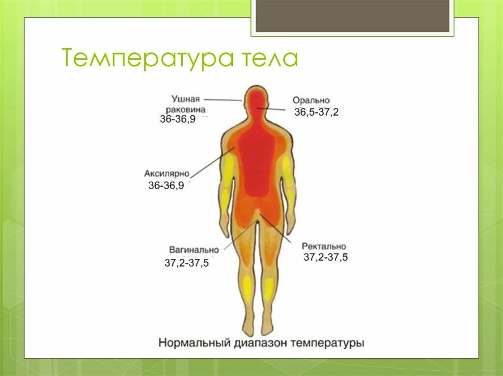 Температура вашего тела. Температура тела. Температура человеческого тела. Температура тела Жар. Внутренняя температура человека.