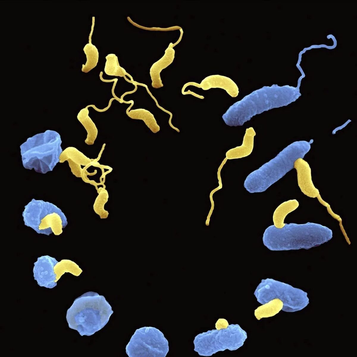 Bdellovibrio bacteriovorus. Bdellovibrio микробиология. Хищничество бактерий.