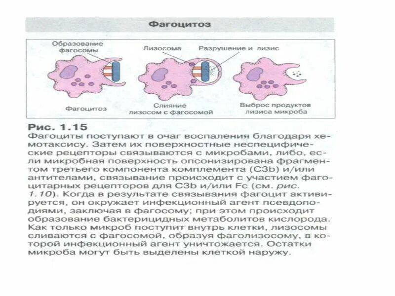 Фагоцитоз прокариот. Механизмы незавершенного фагоцитоза. Завершенность фагоцитоза это. Иммунный фагоцитоз. Незавершенный фагоцитоз рисунок.