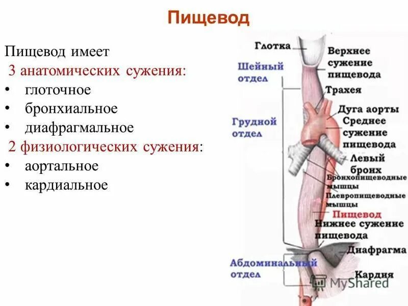 Уровни сужения пищевода