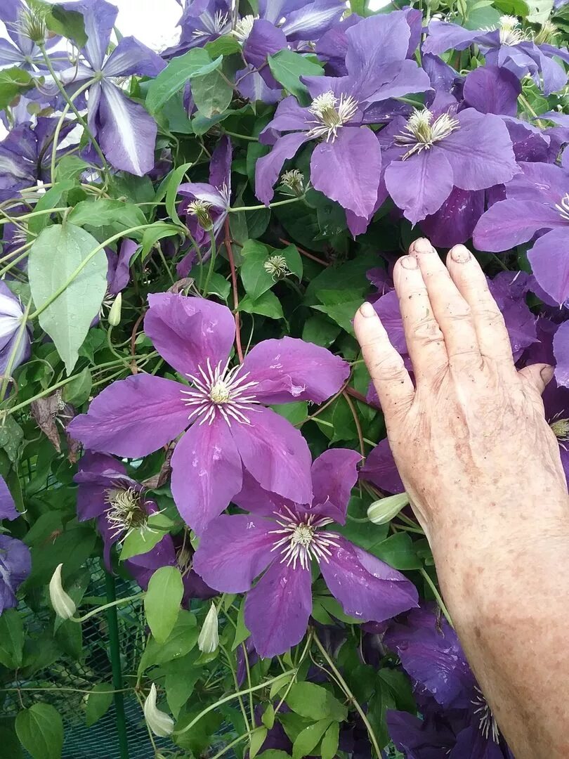 Jackman Clematis Clematis plants, Clematis vine, Flowering vines