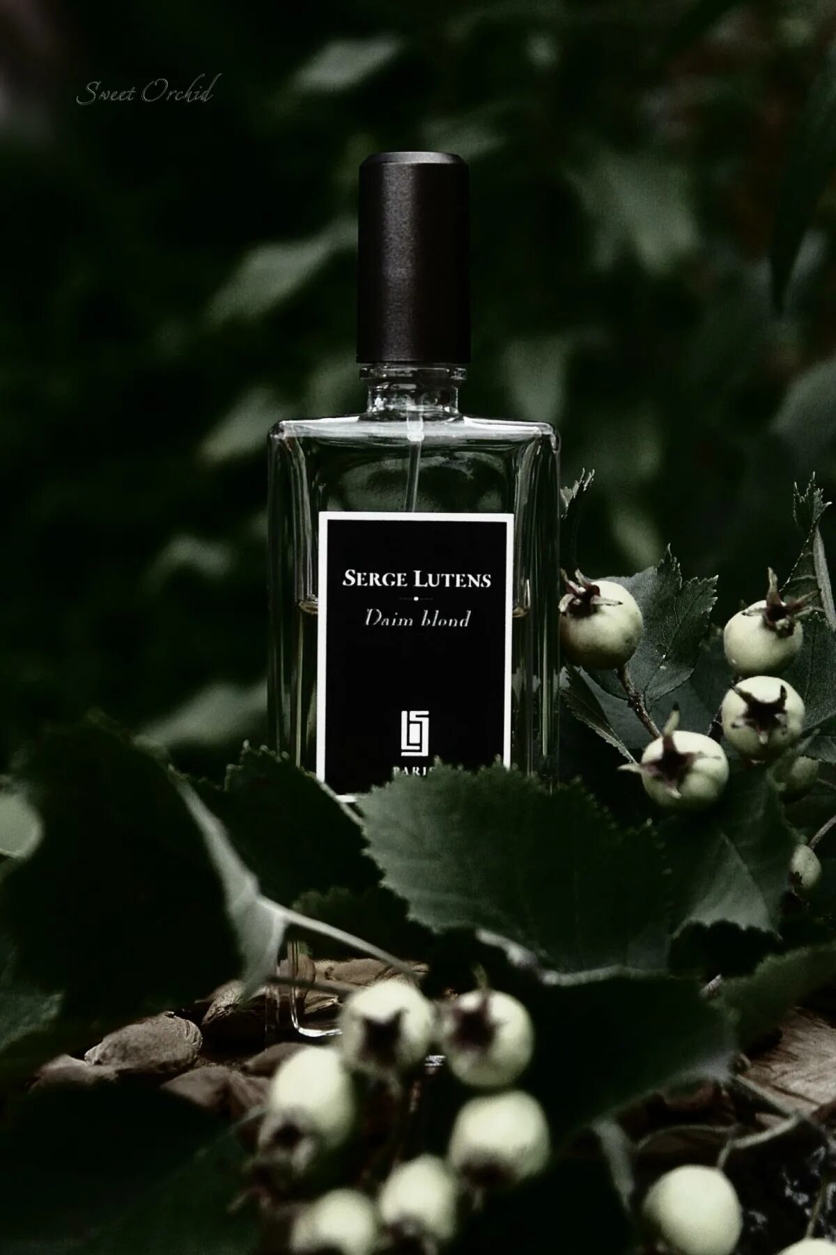 Daim blond serge. Serge lutens vitriol d&#039;oeillet 75 мл. серж лютанс. серж лютан зарвх с ведьмиерй травой.