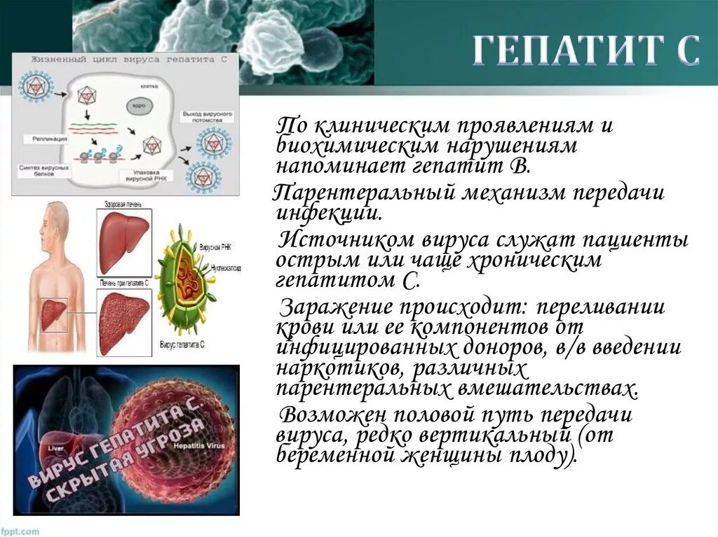 Вирусные заболевания половым путем. Вирус гепатита в. Гепатит вирусное заболевание. Вирус гепатита ц.