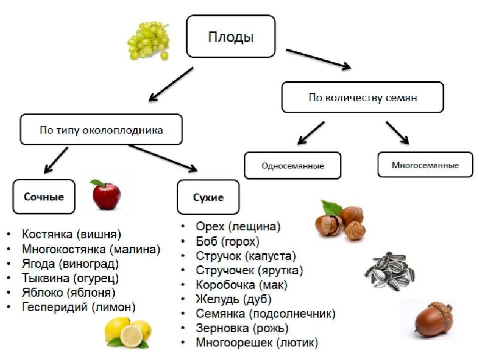 Строение плода покрытосеменных растений. Строение и классификация плодов. Сухие и сочные плоды биология 6 класс. Тип плодов название плода примеры растений. Разные типы плодов