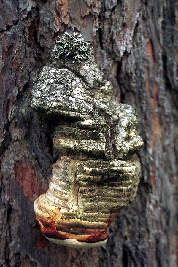 Трутовик агарикус. Агарикус трутовик лиственничный. Лиственничная губка агарикус трутовик. Лиственничная губка агарикус трутовик. Гриб трутовик лиственная губка.