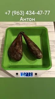 Бобровая струя охотники
