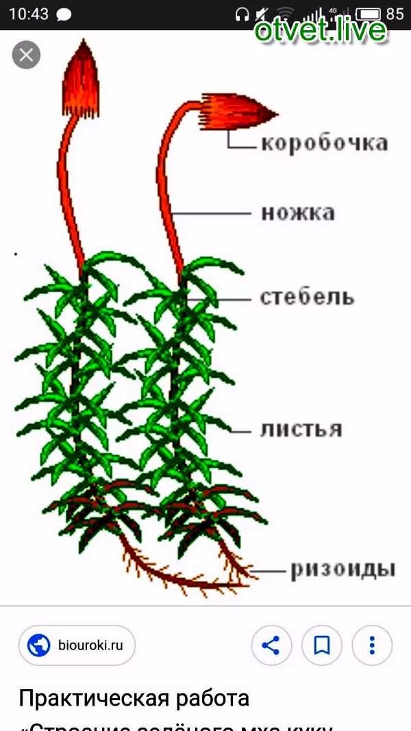 Строение мха Кукушкин лен. Строение растения Кукушкин лен. Внешнее строение сфагнума. Строение мха Кукушкин лен рисунок.