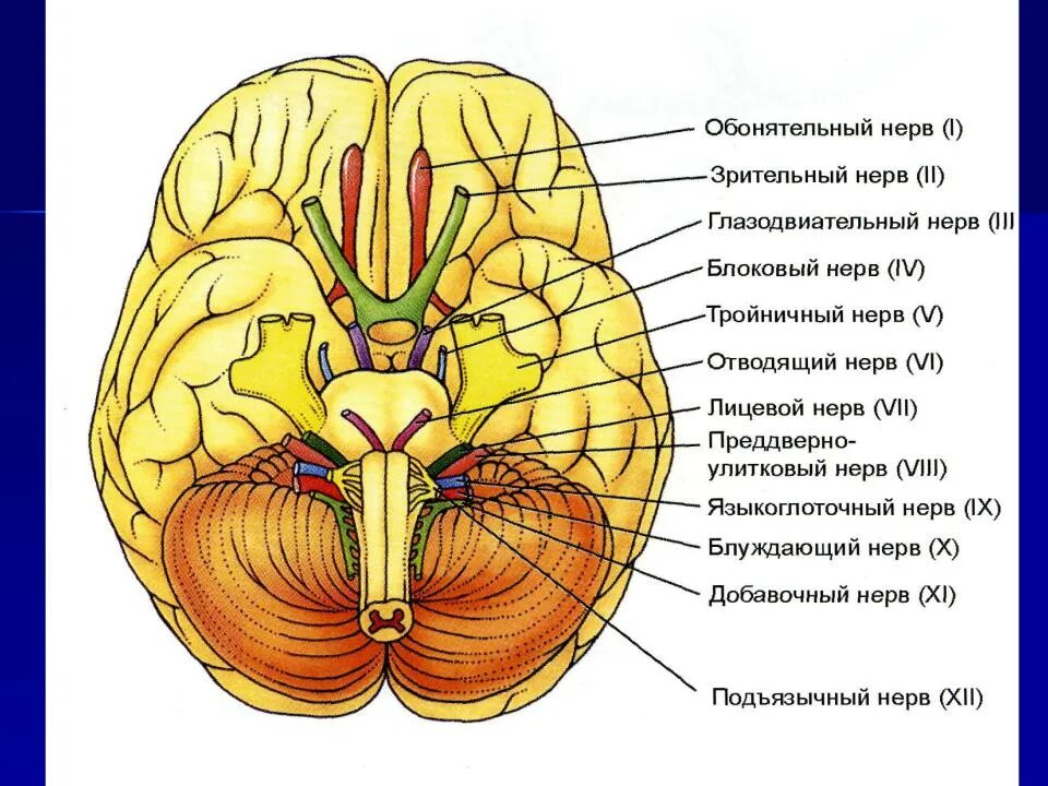 Нижняя поверхность мозга. Основание мозга с выходом черепных нервов. Черепно мозговые нервы на основании мозга. Строение Корешков черепных нервов. Головной мозг вид снизу.