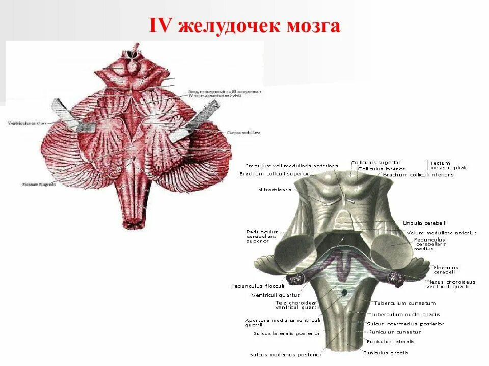 4 Желудочек головного мозга анатомия. 4 Желудочек анатомия строение. Дно 4 желудочка продолговатого мозга. Полость ромбовидного мозга 4 желудочек. Задний мозг полость