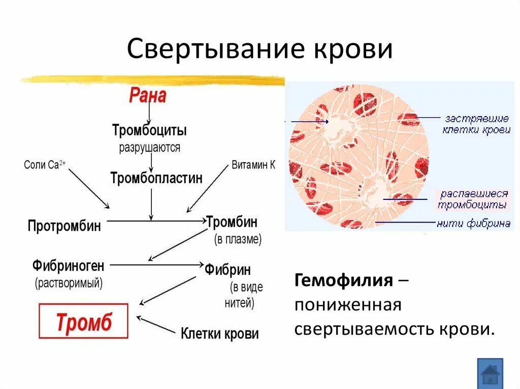 При повреждении сосудов тромбоциты. Компонент свертывающей системы плазмы крови. Схема свертывания крови образование сгустка. Свертываемость крови форменные элементы. Процесс свертывания крови анатомия.