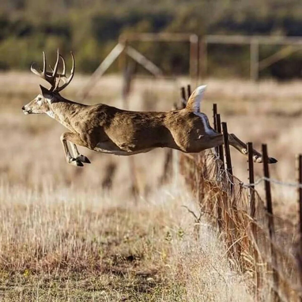 Хватание перемещение защита оленя. Охота на оленя. Олень бежит. Олень в прыжке. Олень скачет.