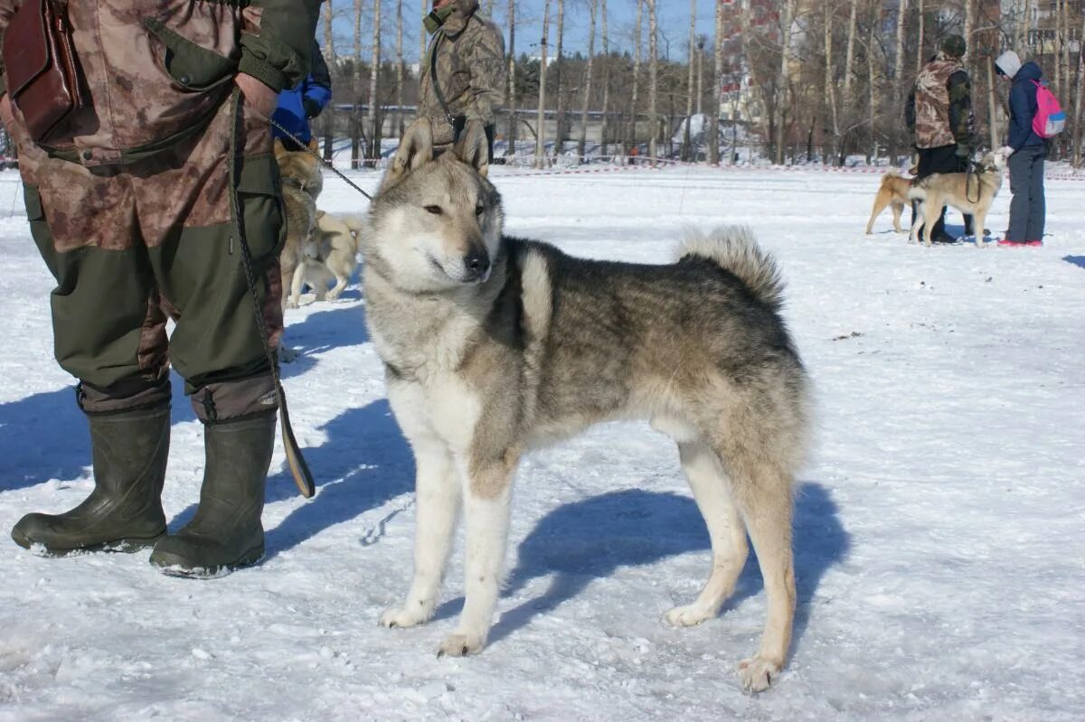 Западносибирская лайка+немецкая овчарка. Западно Сибирская лайка на охоте. Вольер для Западно сибирской лайки. ЗСЛ лайка в холке. Купить рабочую лайку для охоты