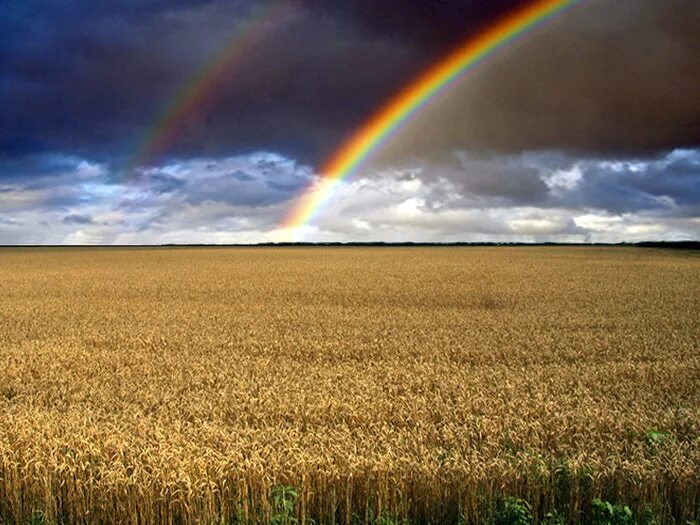 Радуга после дождя. Радуга над полем. Радуга над полем. Пейзаж с радугой. Луг радуга.