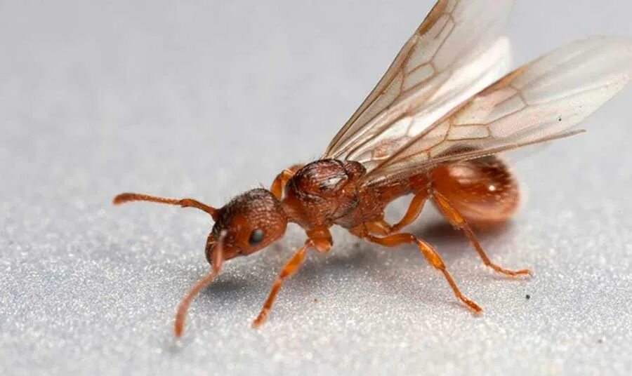 Крылатых муравьев. Муравьи Myrmica rubra. Мирмика Рубра самка. Матка муравья с крыльями. Летучие муравьи матка.