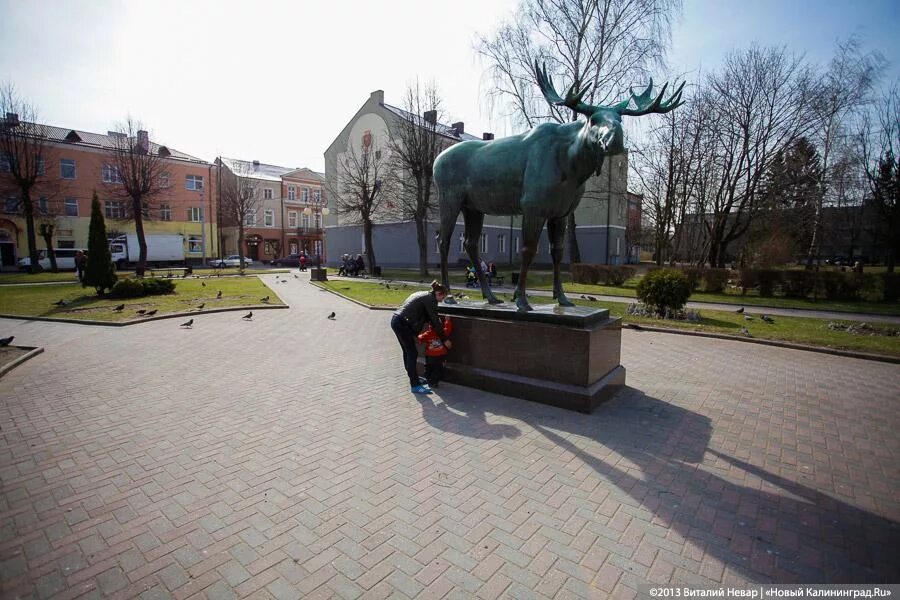 Гисметео гусев калининградская. Город Гусев площадь. Город Гусев Калининградской области. Город Гусев Калининградской области Лось. Гусев олень Калининград.