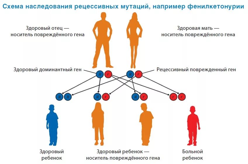 У человека есть пол. Схема передачи шизофрении по наследству от отца. Схемы наследования наследственных заболеваний. Схема передачи шизофрении по наследству от матери. Схема наследования генетических заболеваний.