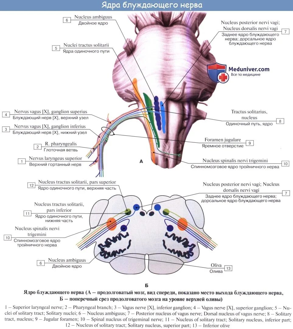 Нервные продолговатого мозга. 10 Пара черепных нервов ядра. Двойное ядро блуждающего нерва. Ядро 10 пары черепно мозговых нервов. Ядра 10 Черепного нерва.