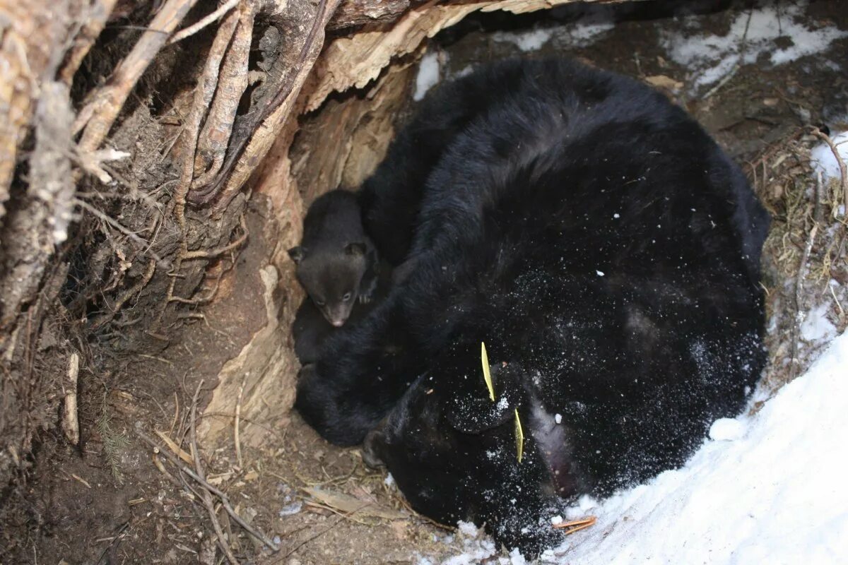Медведь в норе зимой. Медвежья берлога в лесу. Как выглядит берлога. Берлога бурого медведя бурятия. Вомбат в норе.