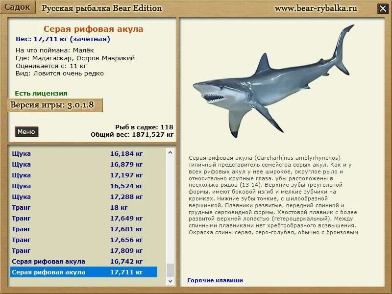 Акула русская рыбалка. Рифовая акула вид сбоку. Русская рыбалка серая акула. Средний вес акулы. Русская рыбалка акулы.