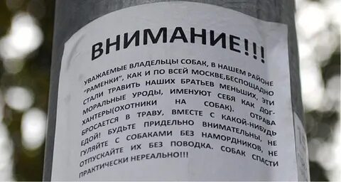 Внимание собаки на хозяина
