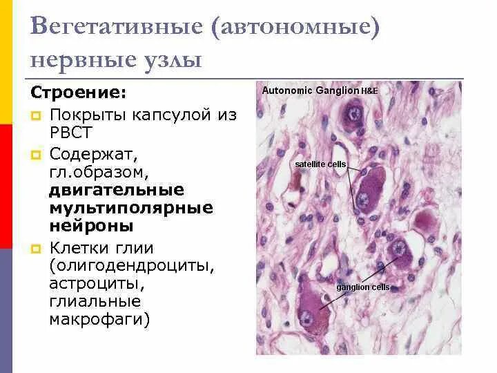 Строение нервного узла. Строение вегетативного нервного узла. Автономные нервные узлы. Автономный вегетативный ганглий. Нервные узлы анатомия.