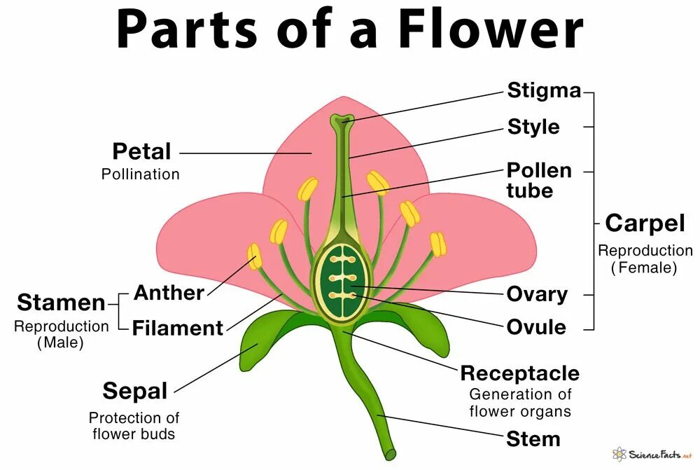 Plants english. Строение цветка. Части цветка. Схема строения цветка. Структура строения цветка.