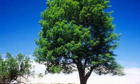 Tree picture