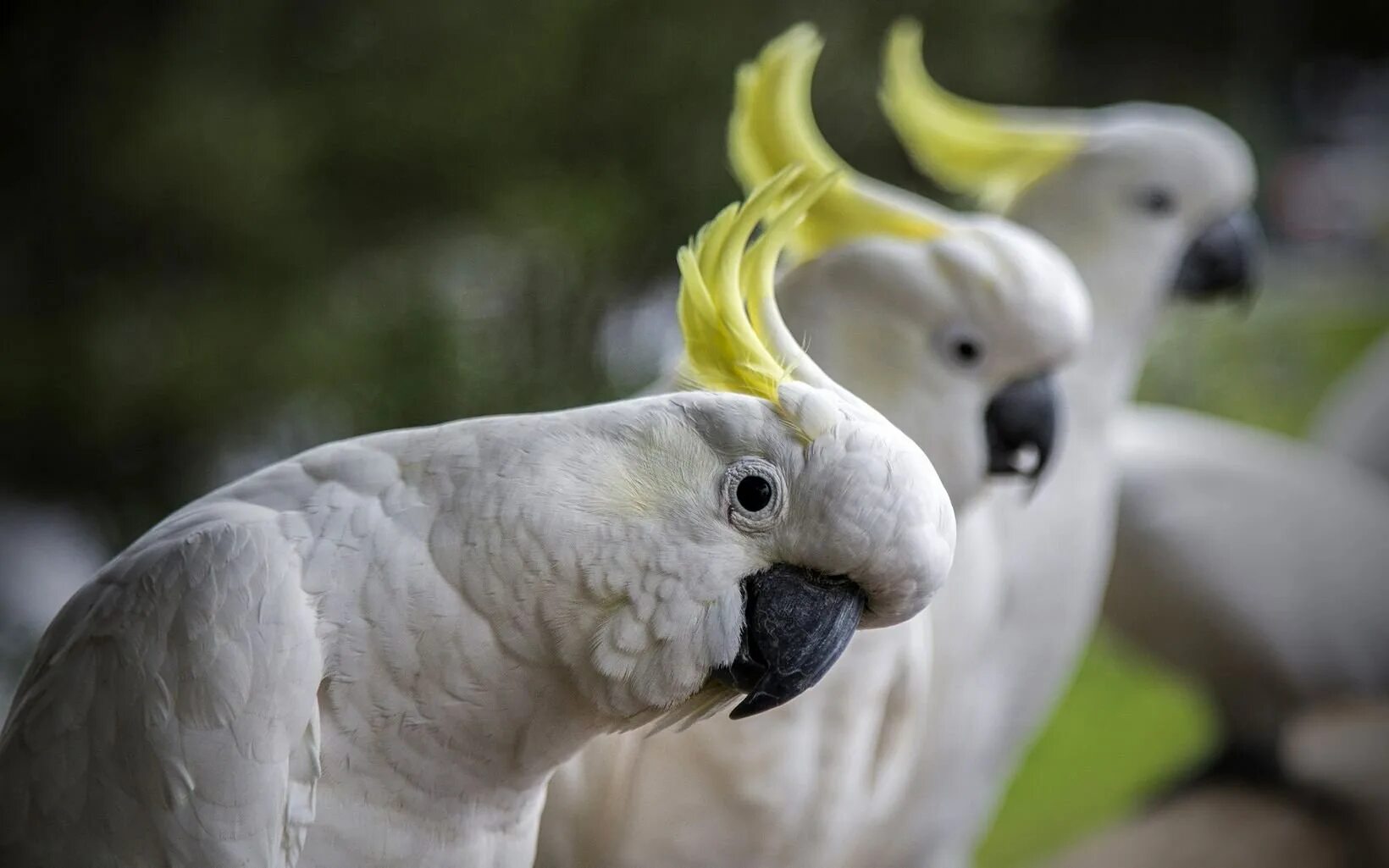 Какаду видео. Попугай Какаду. Австралийский попугай Какаду. Белый попугай Какаду. Корелла попугай альбинос.
