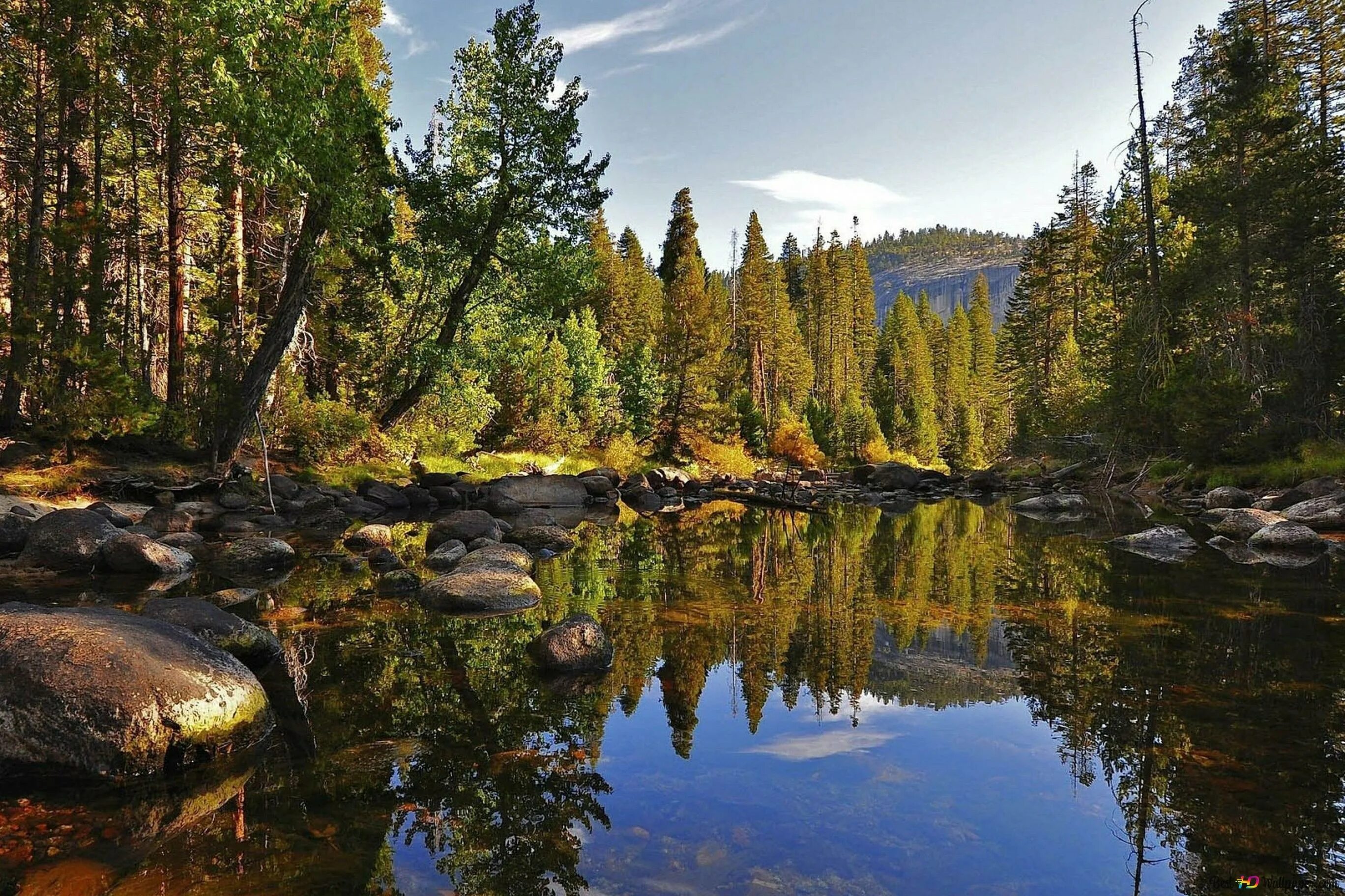 Пихтово-кедровая черневая тайга. Х тайга. Леса озера онтарио. Тайга карелия хвойный лес. Х тайга.