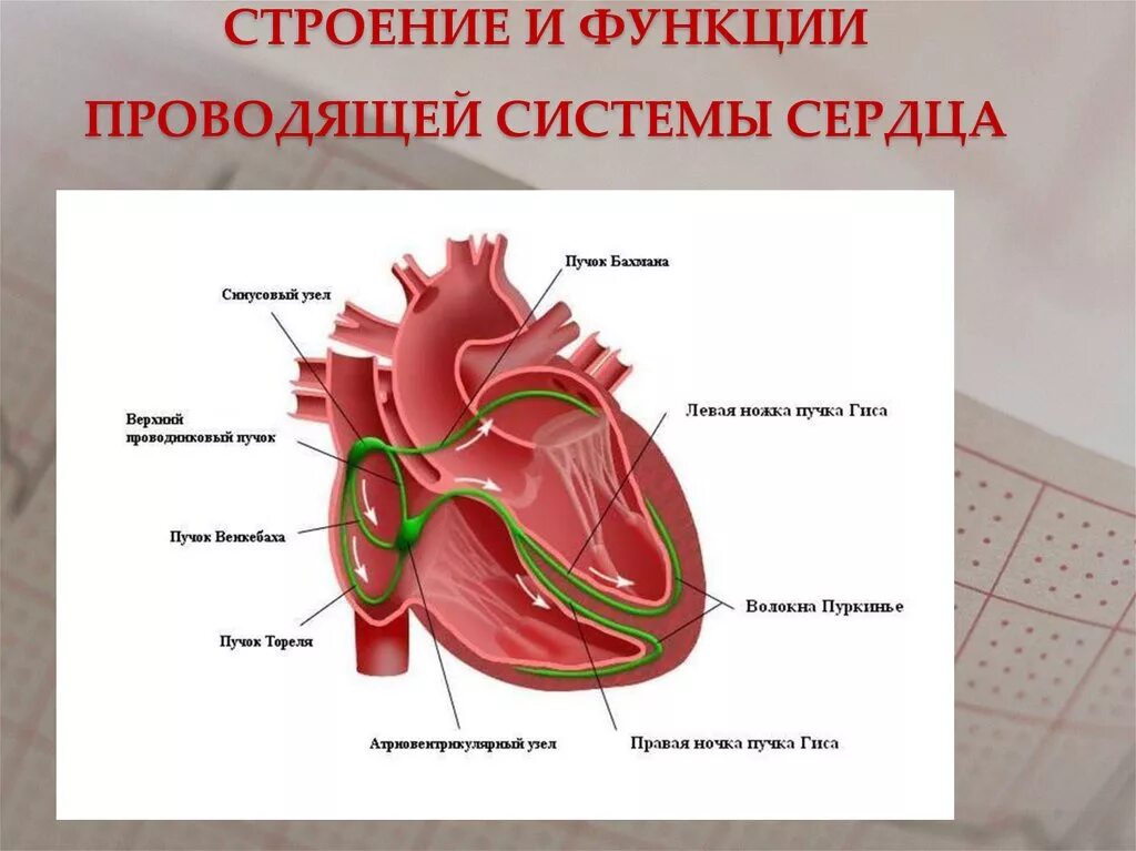 Сердечная строение и функции. Строение и функции проводящей системы сердца. Проводящая система сердца и проводимость сердца. Функции элементов проводящей системы сердца. Схема строения проводящей системы.