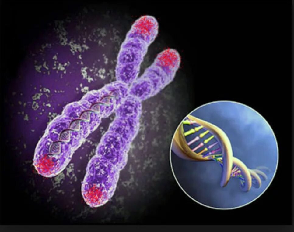 уровни укладки днк в составе хроматина. днк нуклеосомная нить. хромосомы строение и функции. характеристика хромосомной днк. структура и функции хромосом.