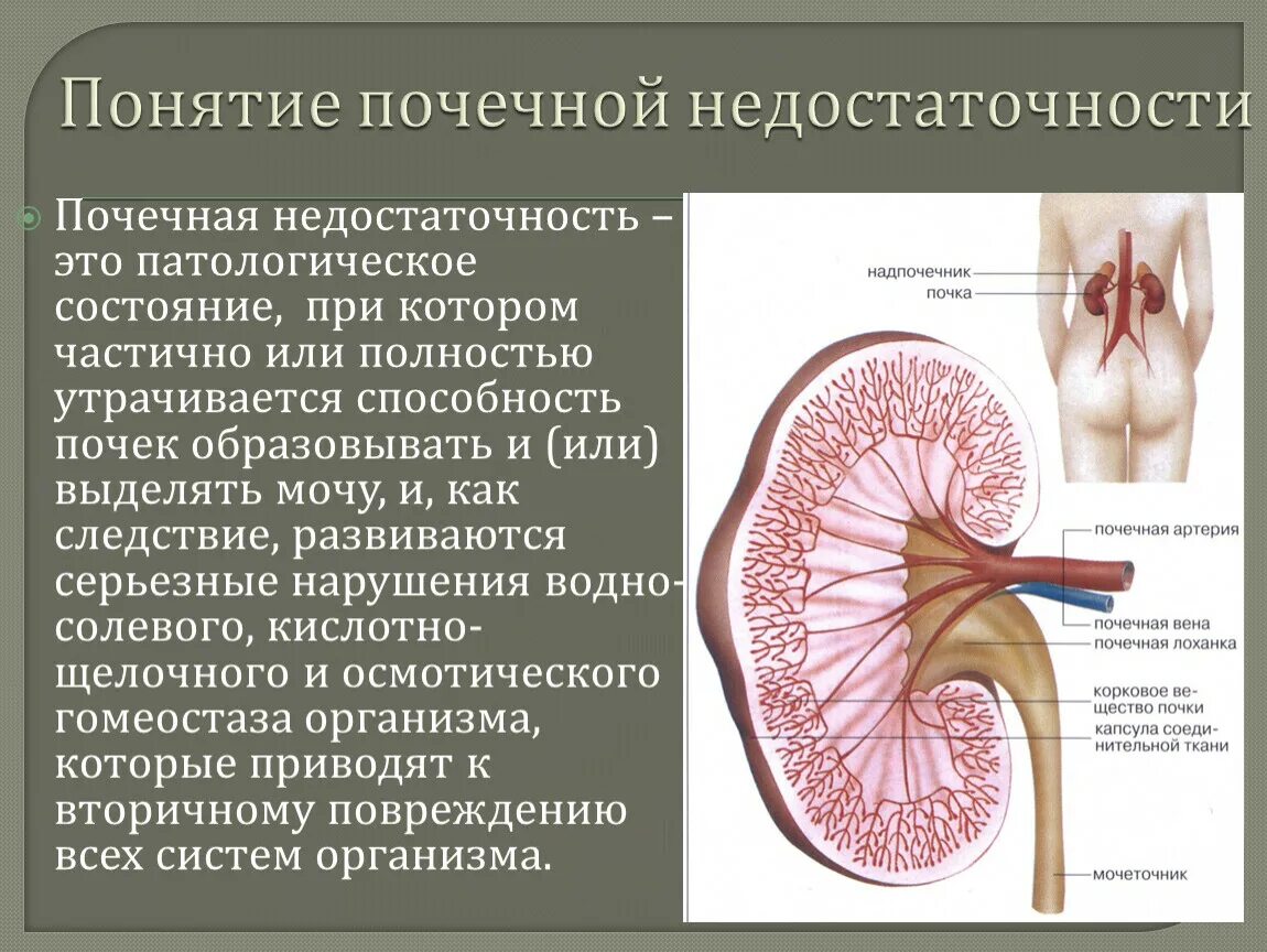 Отказ почек сколько проживет. Понятие о почечной недостаточности. Как понять что отказывают почки.