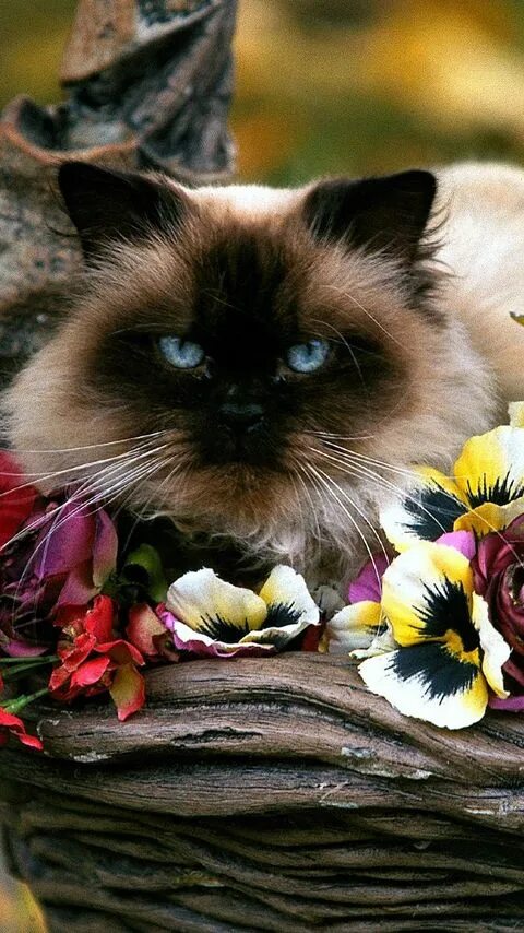 Кот загружается. Закачать кошка. Пушистый кот с цветами. Свити кэт. Закачать кошка.