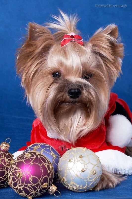 Йоркширский терьер новый год. Новогодний йорк. Йоркширский терьер рождество. Йоркширский терьер новый год. Йоркширский терьер.