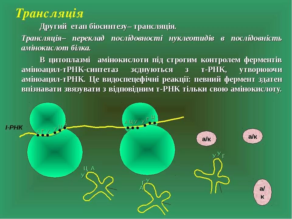 Трансляция биология. Трансляция второй этап биосинтеза. Триплет ДНК кодон антикодон. Трансляция биология кратко.