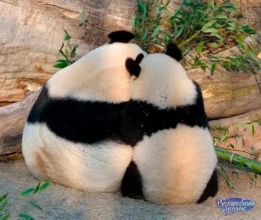 Panda am