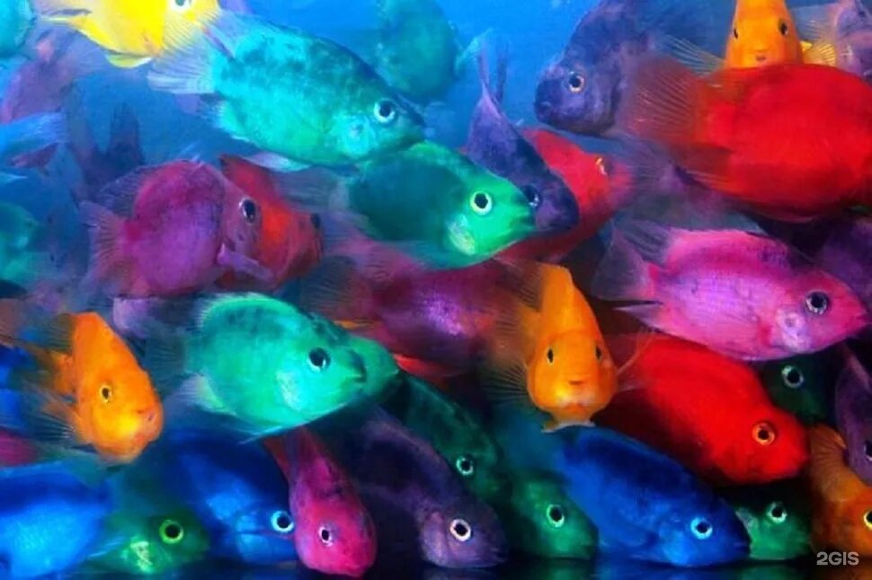 Мандаринка глянцевая, m /synchiropus splendidus. Петушки бойцовые рыбки бетта. Крашеная рыба. Аквариумные рыбки петушки. Крашеные рыбки.