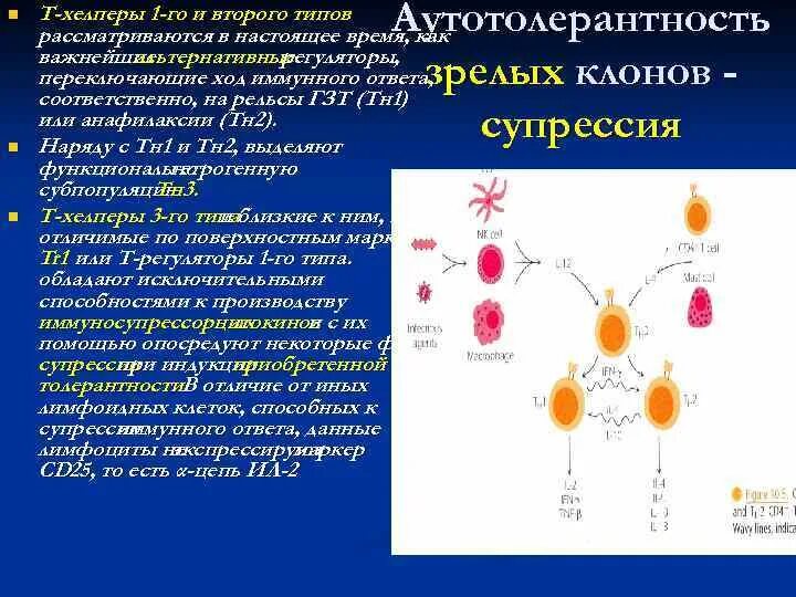 Т хелпер 1 и 2. Т хелперы 1 и 2 типа иммунология. функция т хелперов 1 типа. цитокины т хелперов 2 типа. т хелперы 2 типа функции.