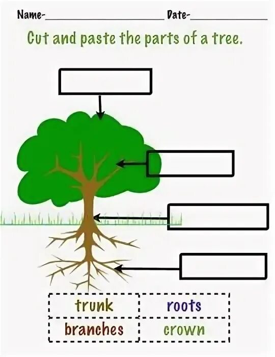 Tree parts and functions. Parts of a tree for kids. root branch. esl parts of a tree. roots и branches разница.
