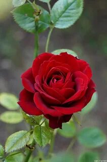 Rose rouge