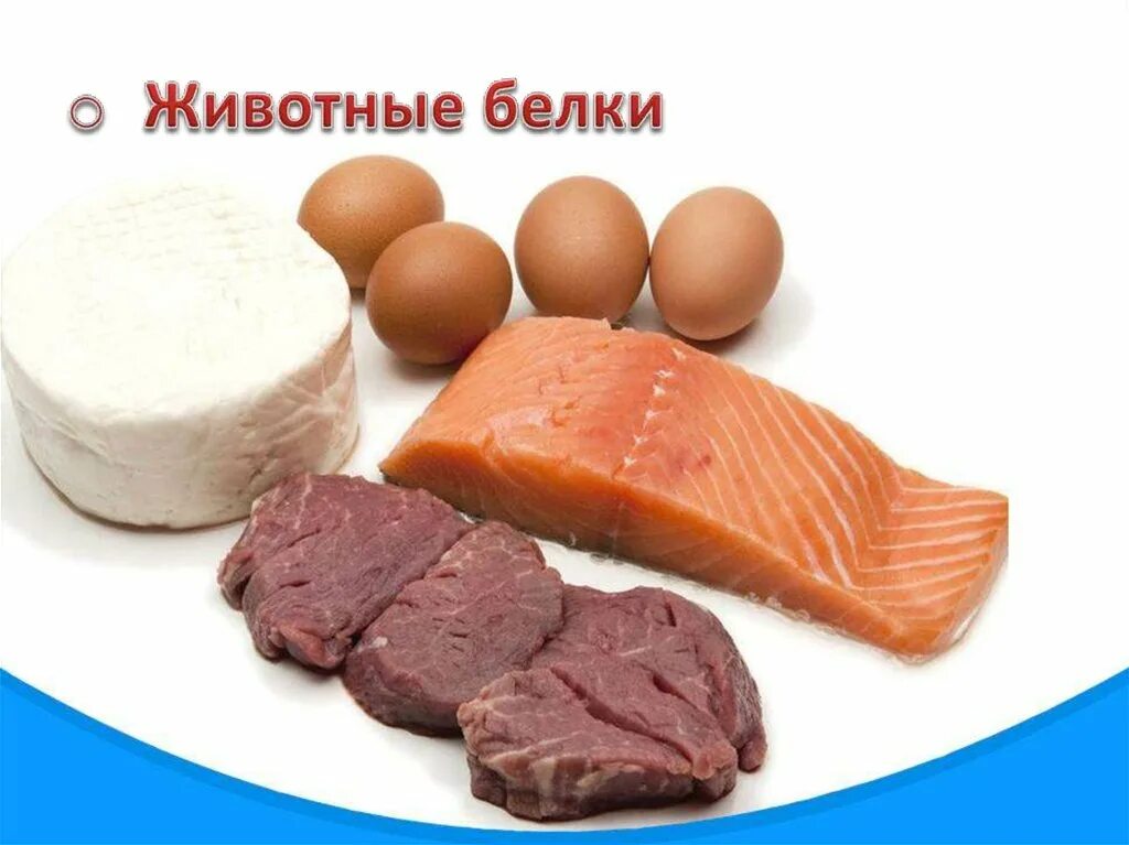 Белки животного происхождения. Белковые продукты животного происхождения. Белки продукты. Продукты с белком животного происхождения. Легкая белково