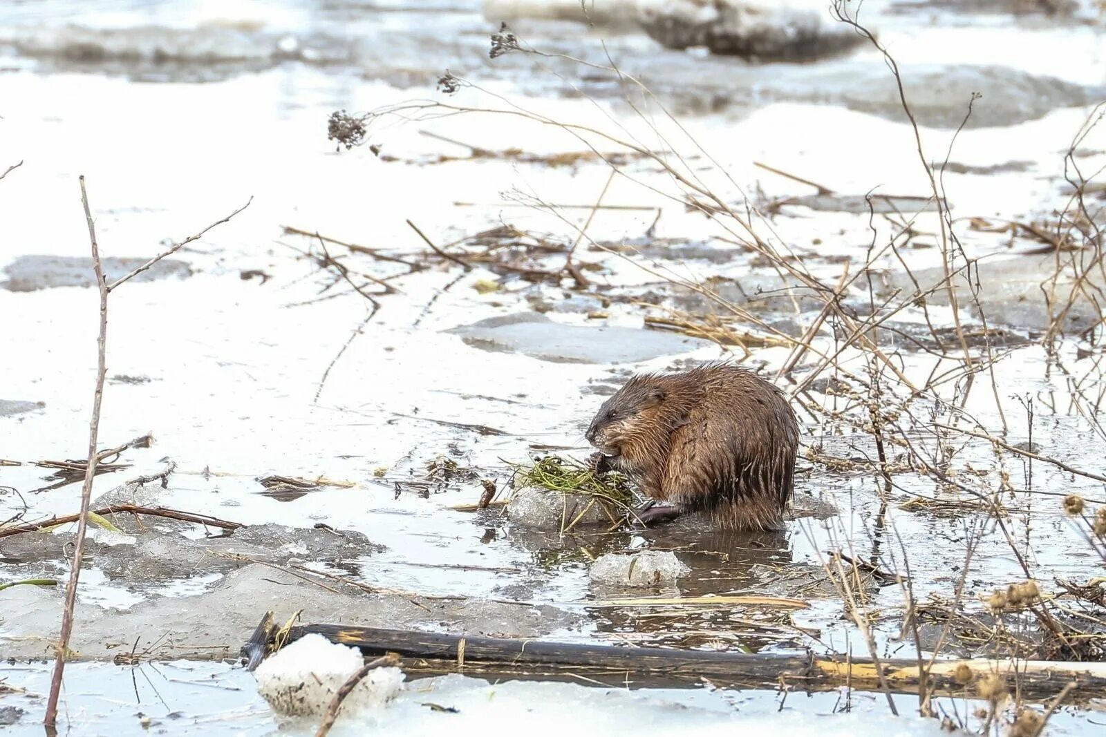 Обыкновенный бобр. Ондатра янао. Бобровая хатка зимой. Бобер зимой. Бобер зимой.