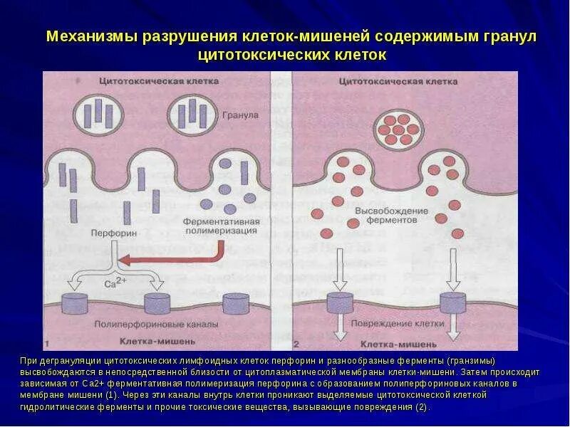 Коринебактерии дифтерии морфология. Разрушение клеток латынь. Секреторные гранулы в клетках лейдига. Морфологические признаки апоптоза. Строение клетки на латинском.