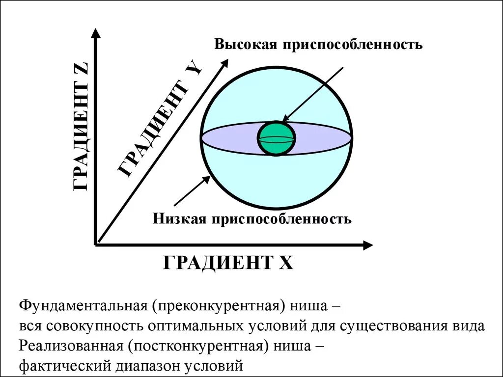 Фундаментальная экологическая ниша. Фундаментальная экологическая ниша примеры. Реализованная экологическая ниша. Экологическая ниша фундаментальная и реализованная ниши. Потенциальная ниша