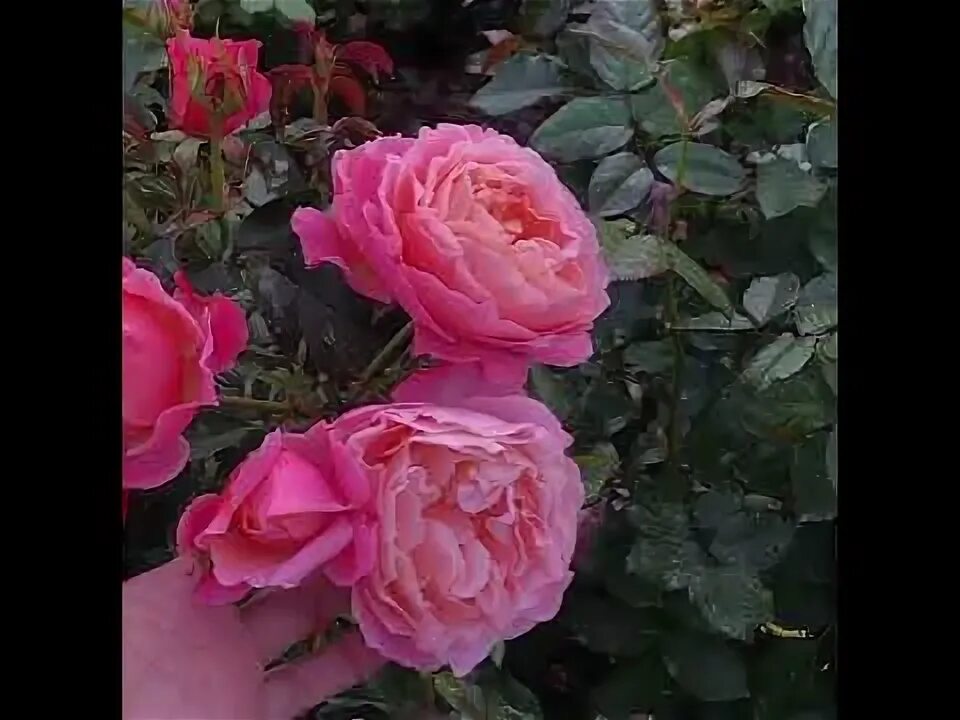 Весенние живой бордюры розами. Французские розы видео. Французские розы видео. Шиповник французский rosa gallica. Сорт розы элоди госсюэн.