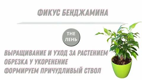 Фикус бенджамина уход и размножение