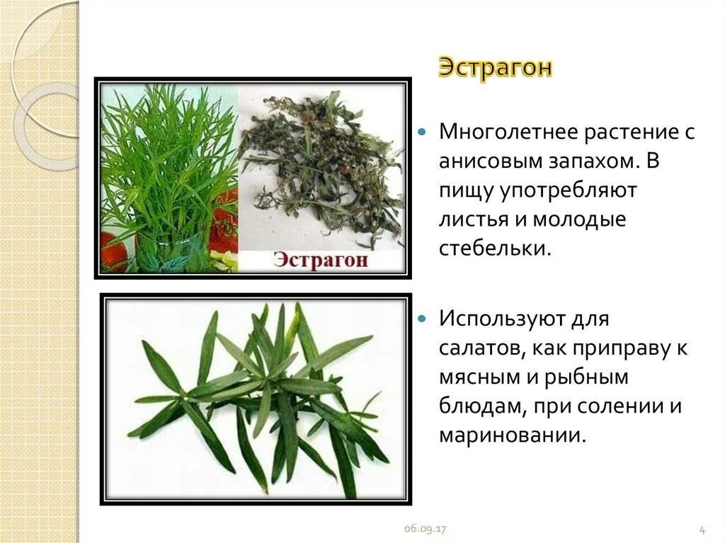 Тархун куда использовать. Эстрагон цветы. тархун растение эстрагон. эстрагон сорные растения. эстрагон трава полезная.